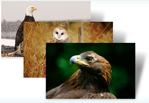 Birds of PRey